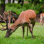 Der König des Waldes