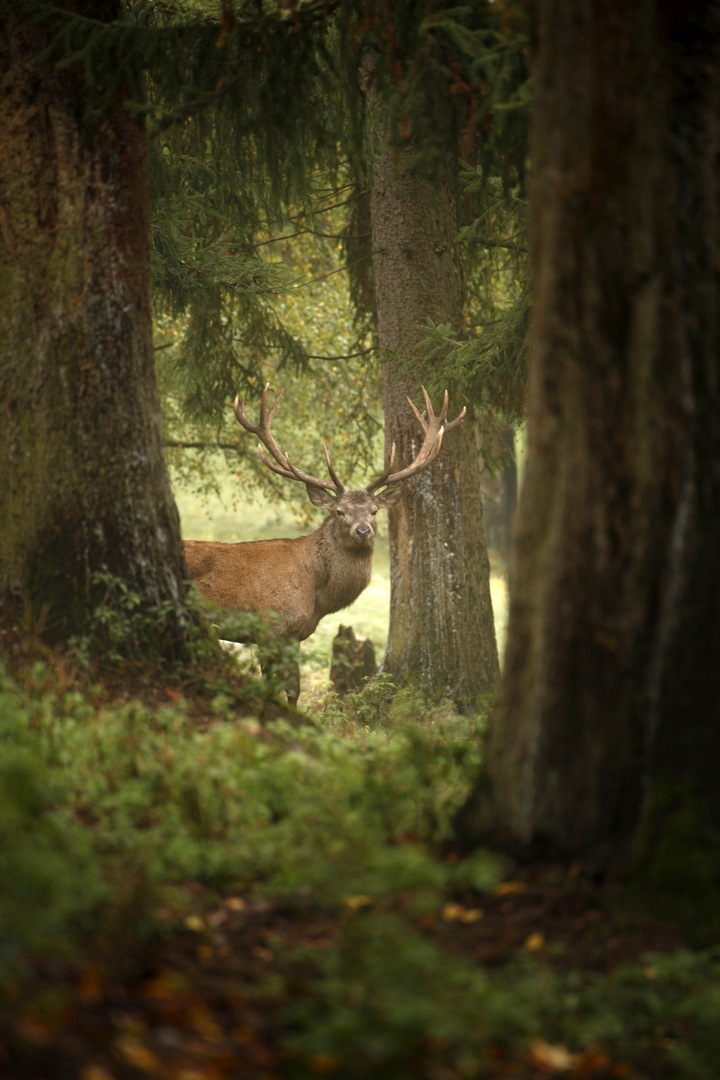 Der König des Waldes