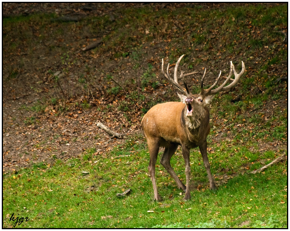 der könig des waldes.......