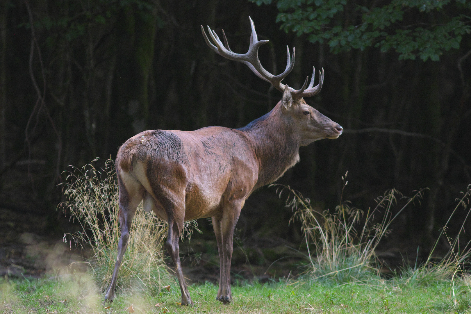 Der König des Waldes / Bild 1