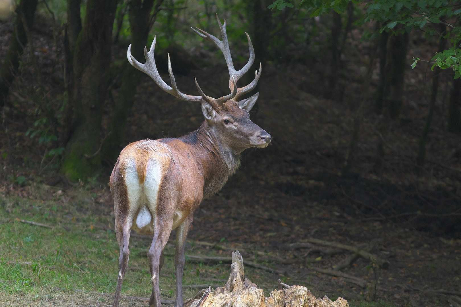 Der König des Waldes / Bild 2