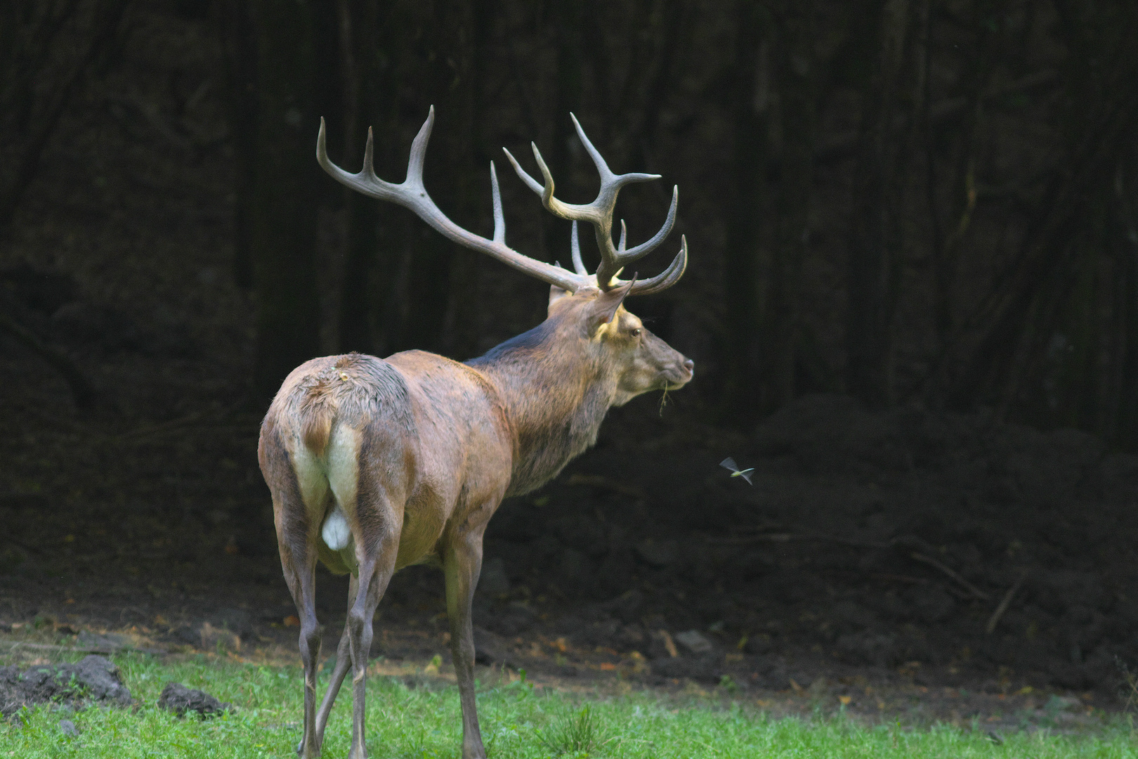 Der König des Waldes / Bild 3