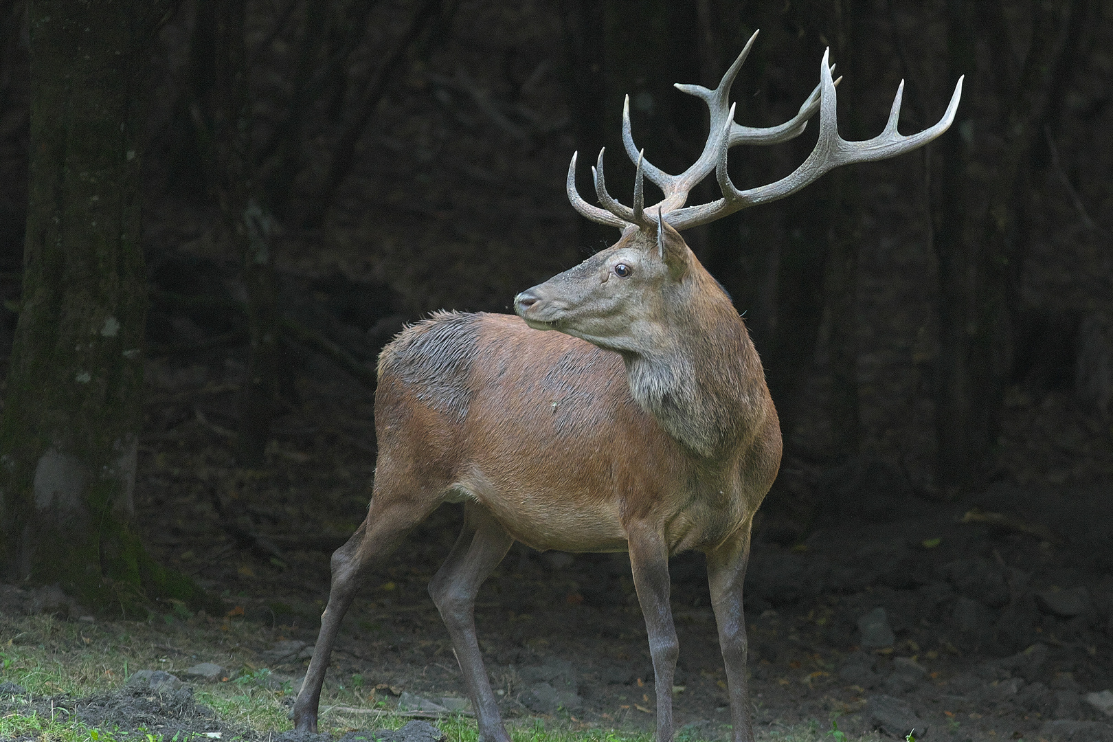 Der König des Waldes / Bild 4