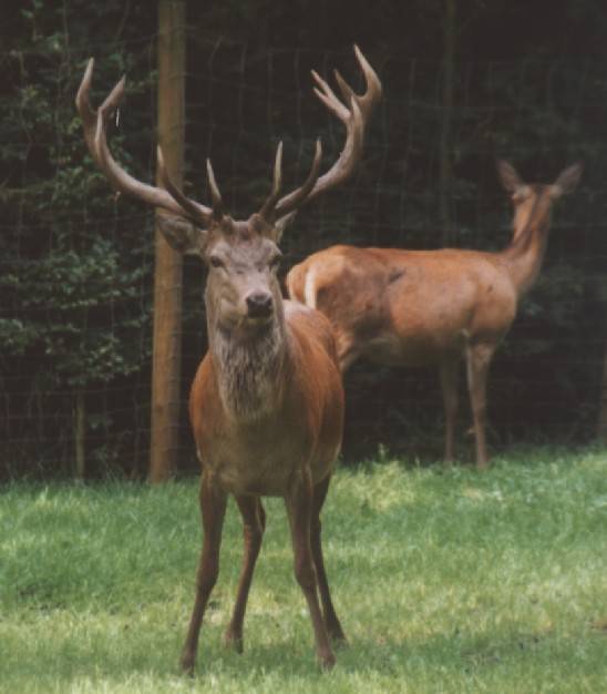 Der König des Waldes