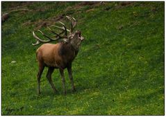 der könig des waldes....