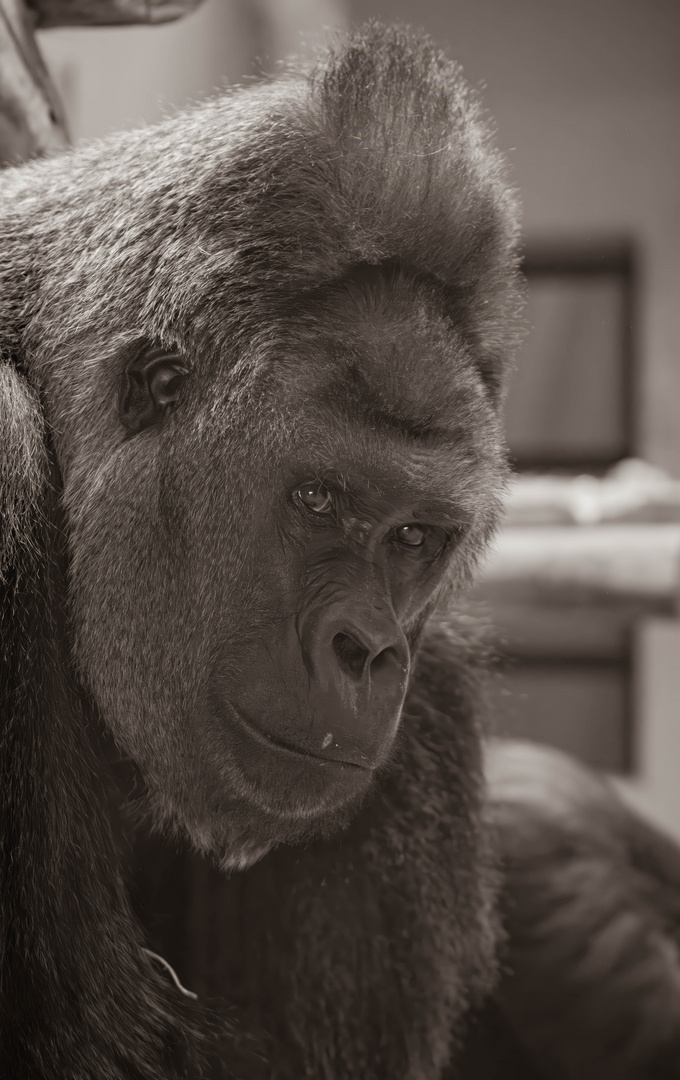 Der König des Waldes - Ein Gorilla im Krefelder Zoo