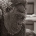 Der König des Waldes - Ein Gorilla im Krefelder Zoo