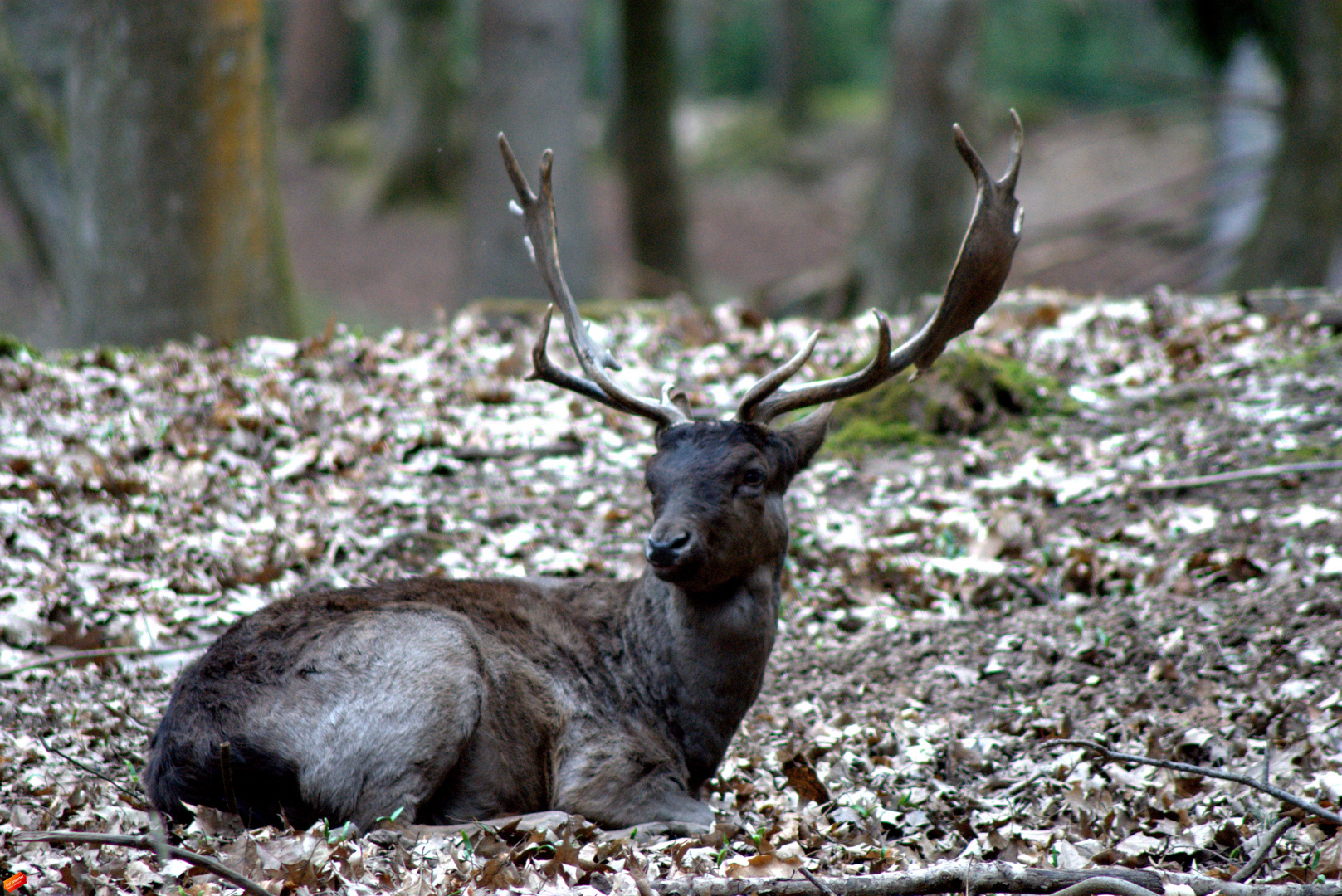 Der König des Waldes....