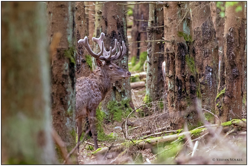 Der König des Waldes in seinem Reich