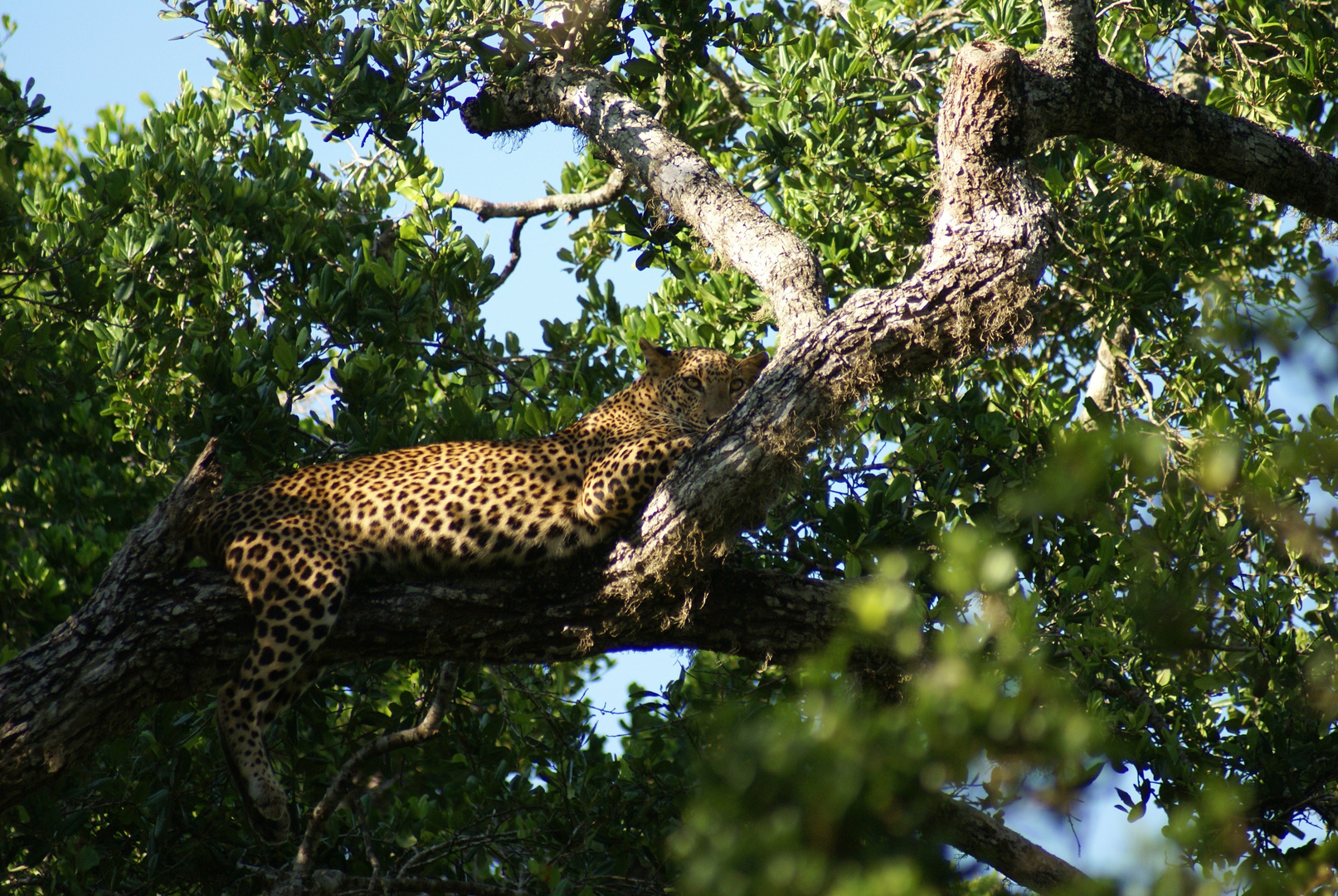 Der König des Yala-Nationalparks....