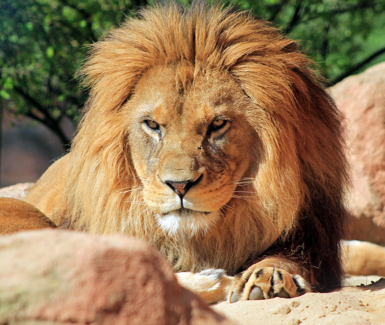 Der König des Zoos