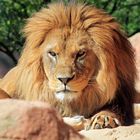 Der König des Zoos