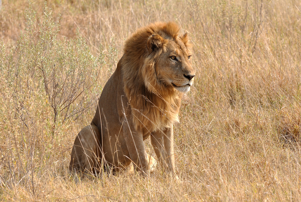 Der König