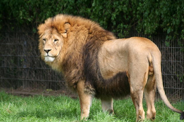 Der König hier bin ich!