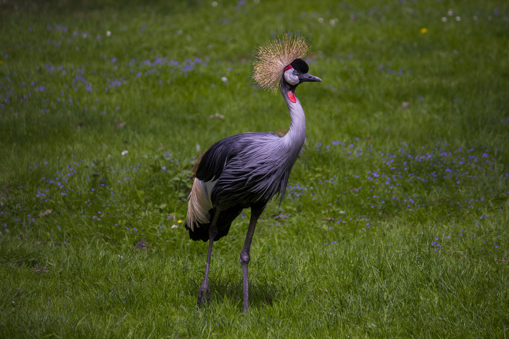 der könig im garten