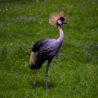 der könig im garten