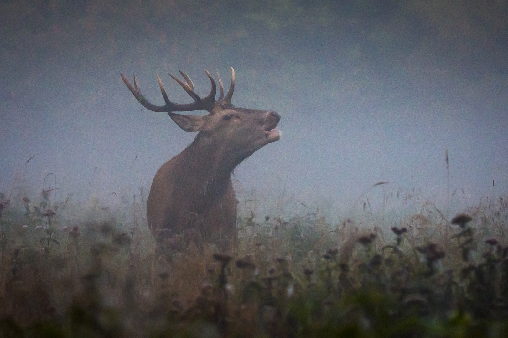 Der König im Nebel 