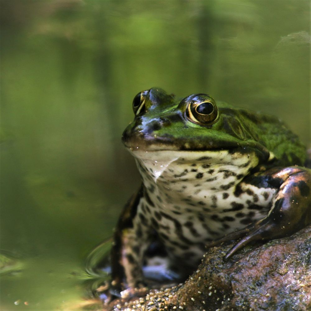 Der König im Teich Foto & Bild tiere, wildlife, amphibien & reptilien