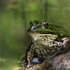 Der König im Teich