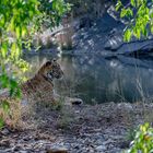 Der König in seinem Paradies