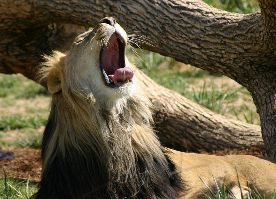 Der König ist müde