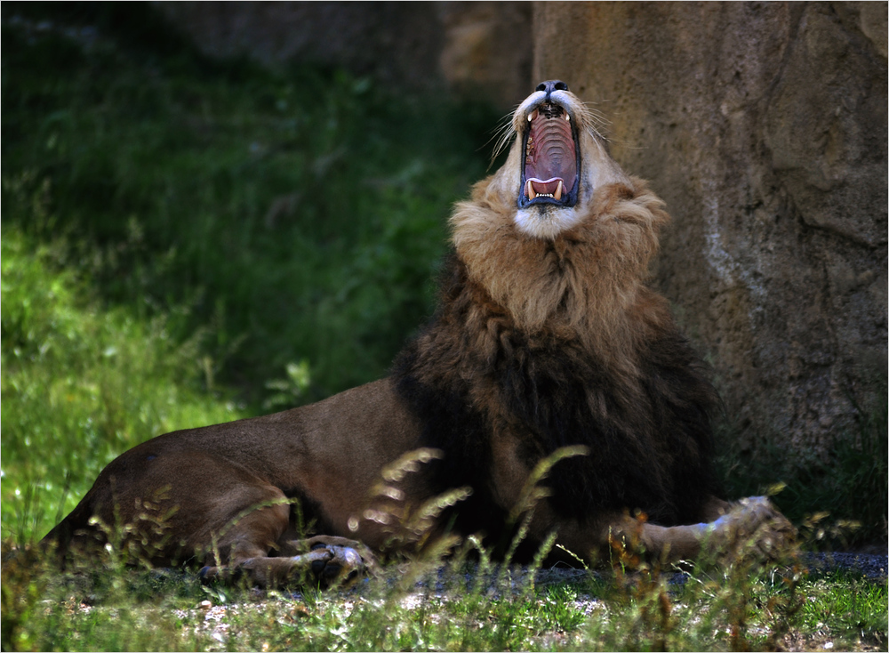 Der König ist müde