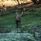 Der König kommt