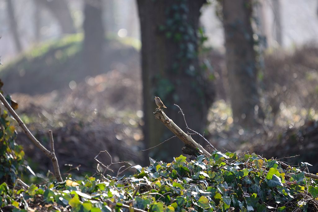 Der König lässt sein Frühlingslied im Wald erklingen ...