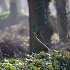 Der König lässt sein Frühlingslied im Wald erklingen ...