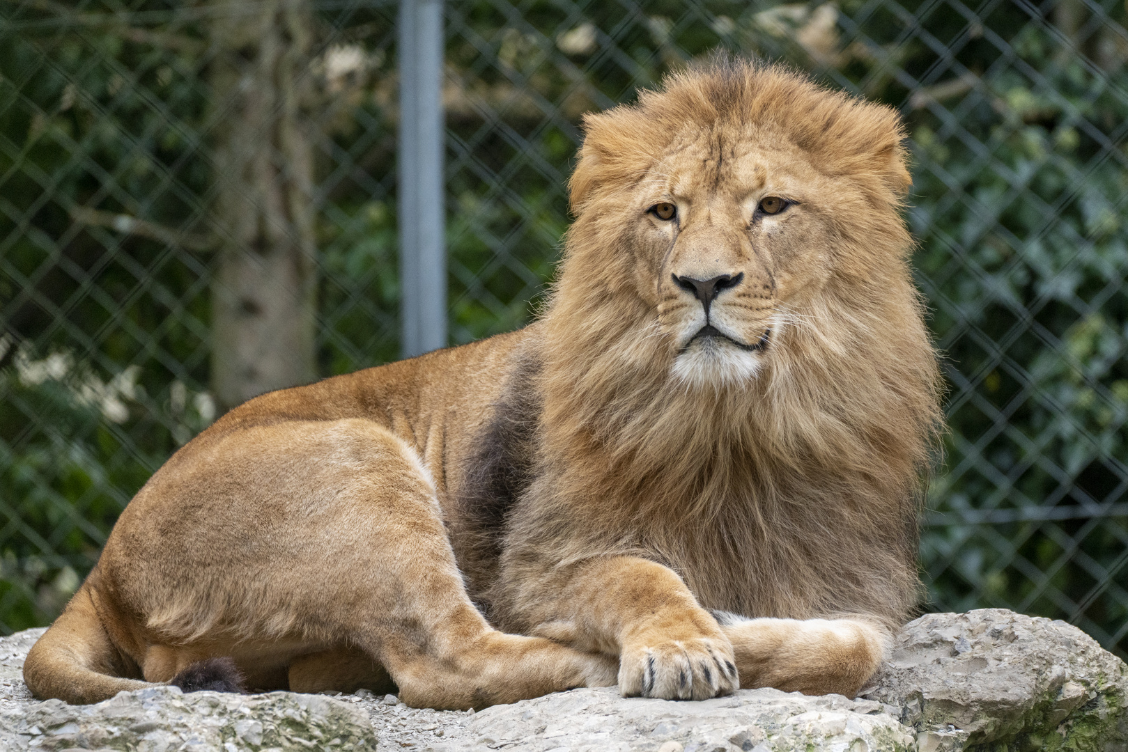 Der König posiert