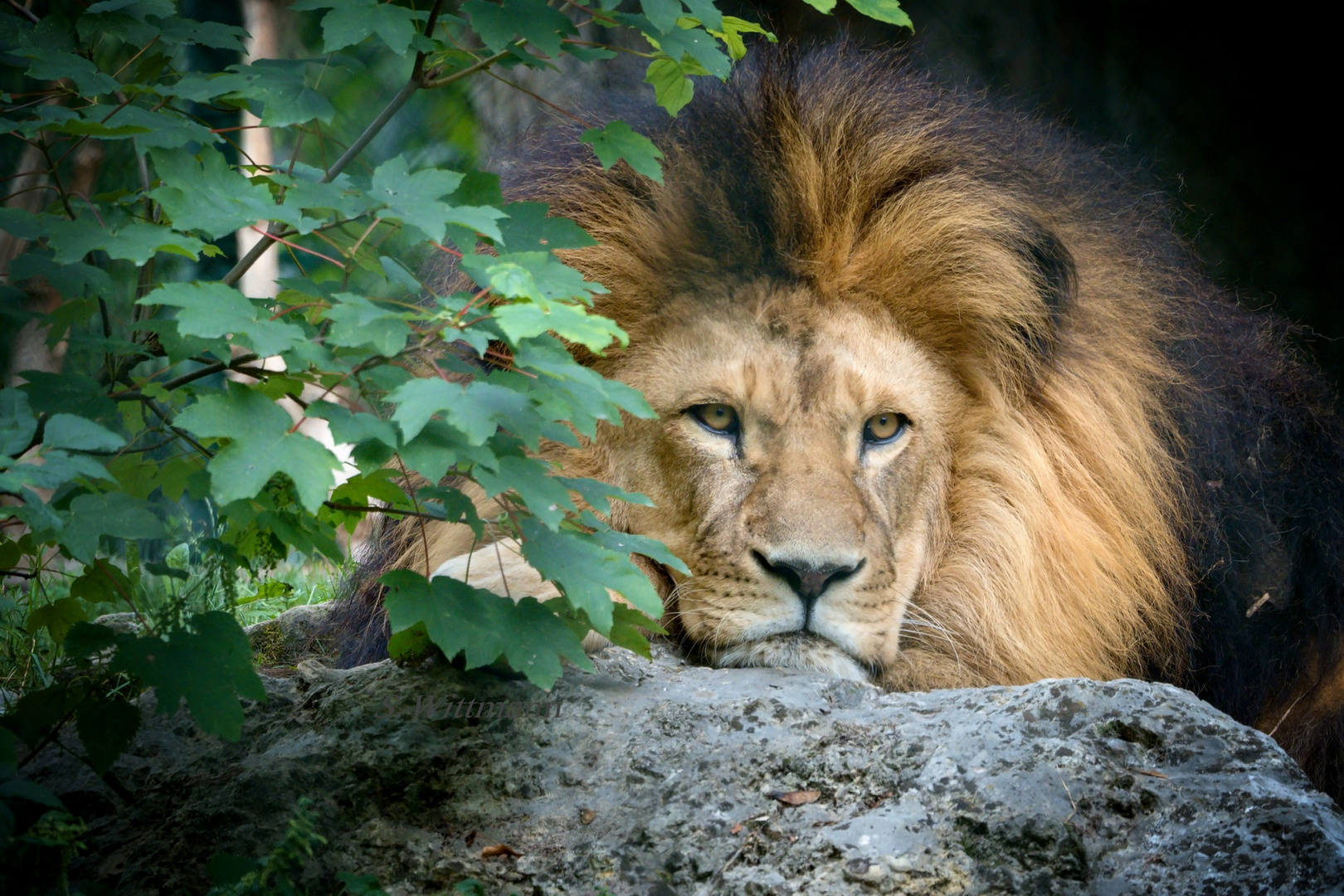 Der König ruht,