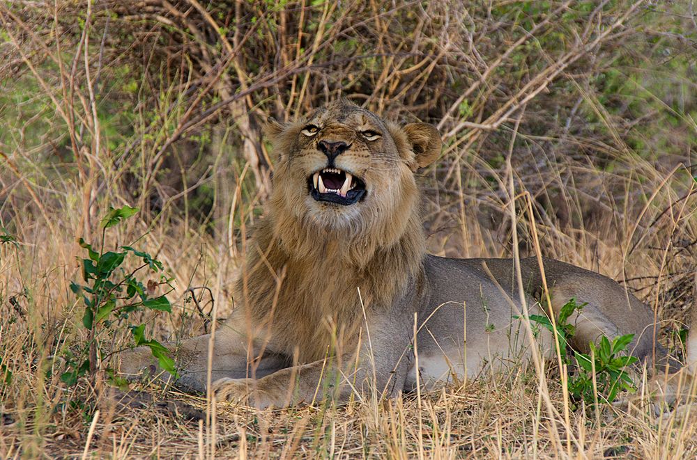 Der König, schlecht gelaunt