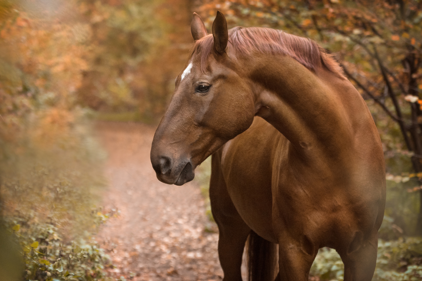 Der König trägt Herbst