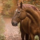 Der König trägt Herbst