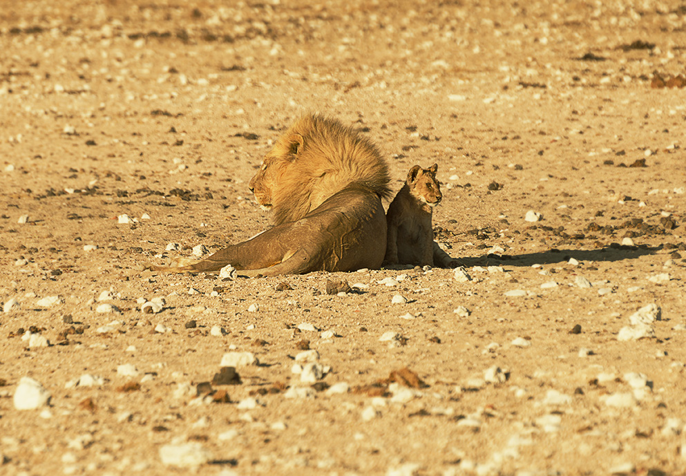 Der König und sein Sohn