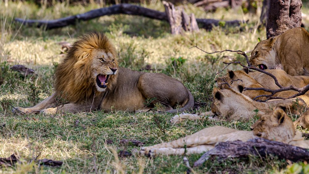 Der König und seine Damen