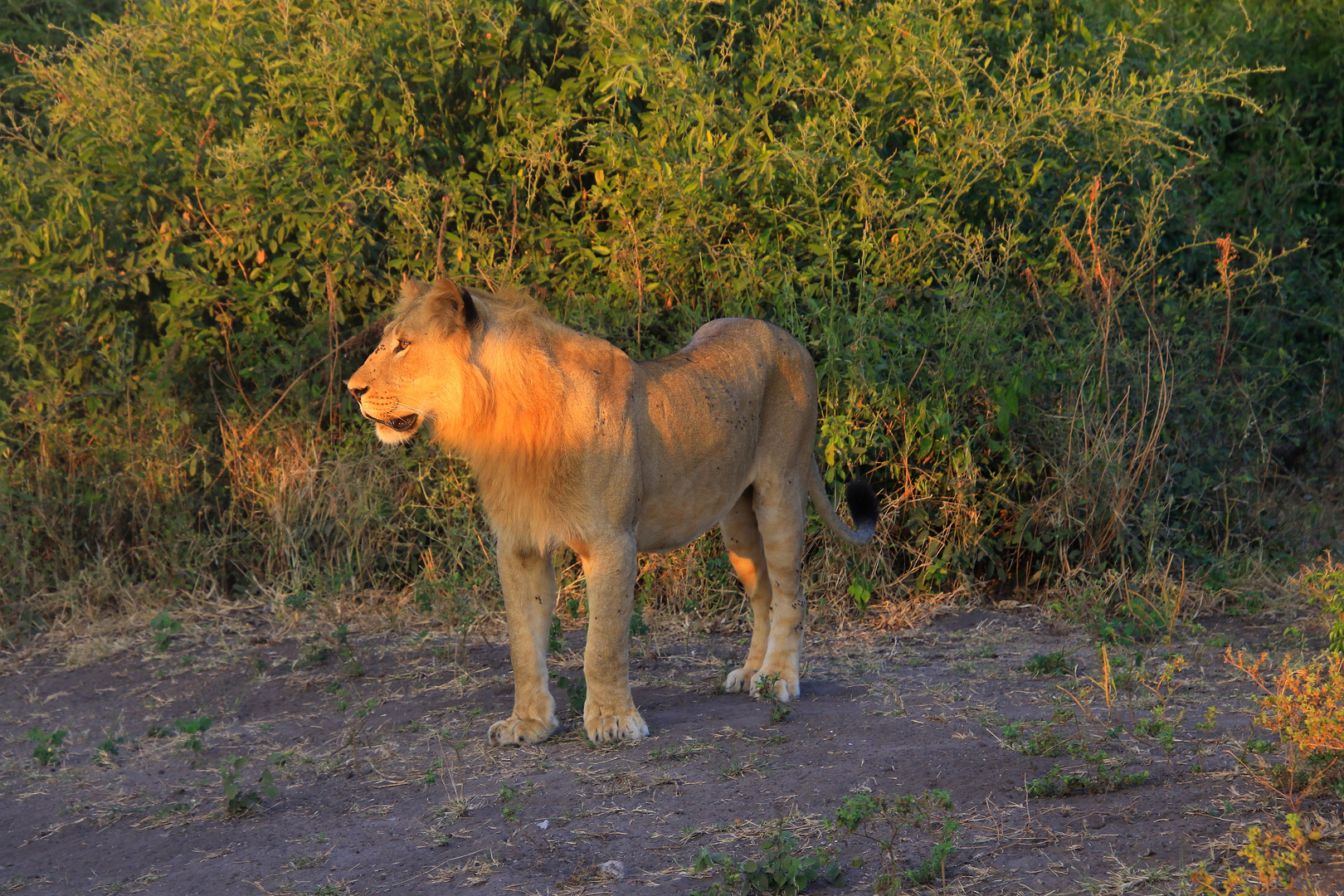 Der König unter den Tieren im jungen Jahren