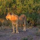 Der König unter den Tieren im jungen Jahren