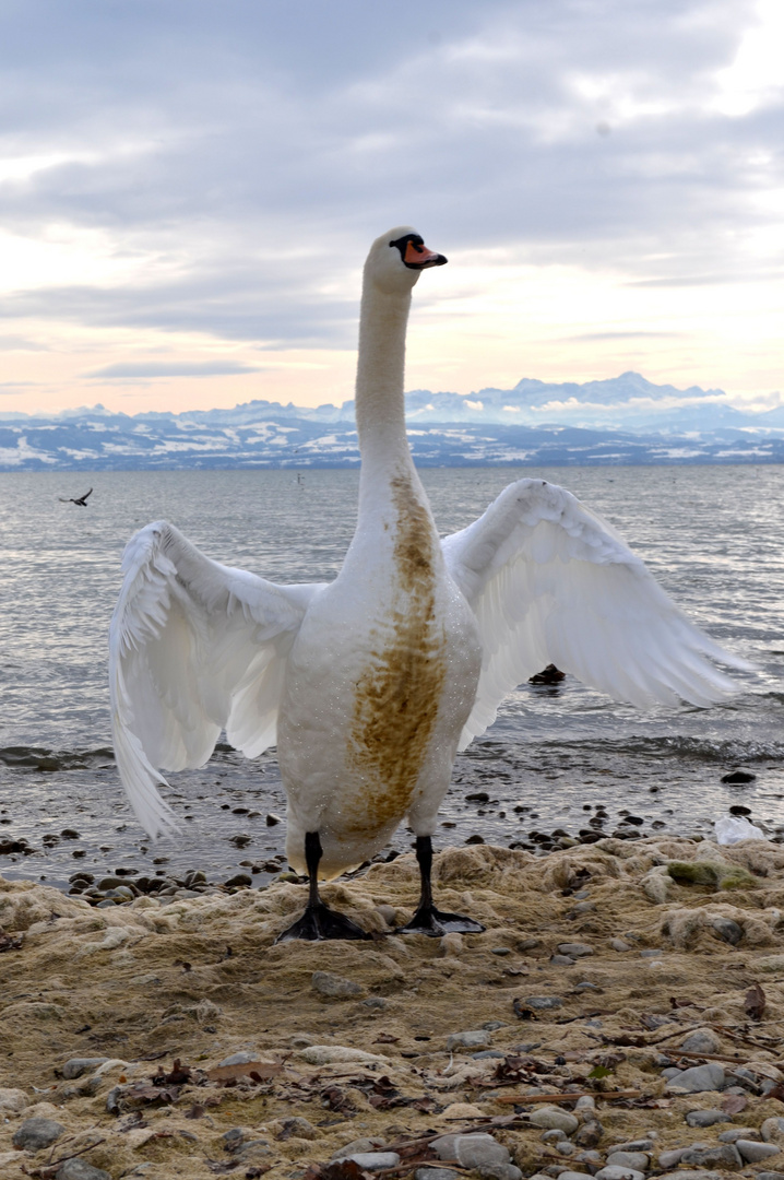 Der König vom Bodensee