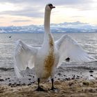 Der König vom Bodensee