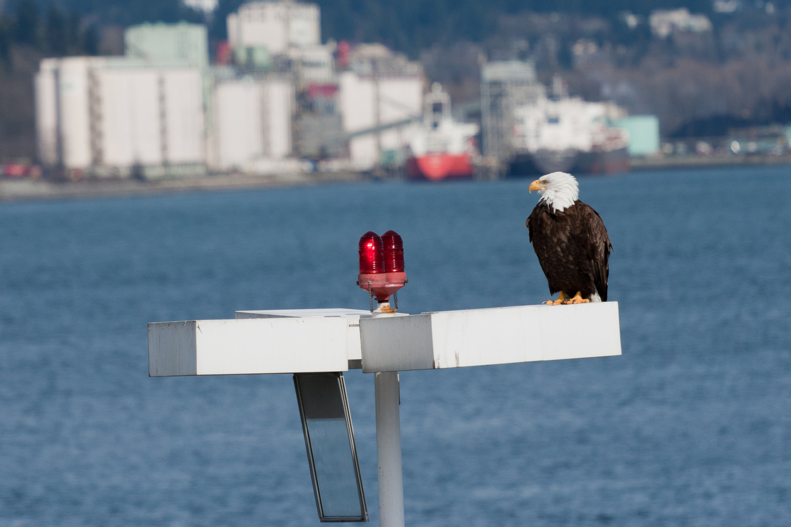 Der König vom Hafen