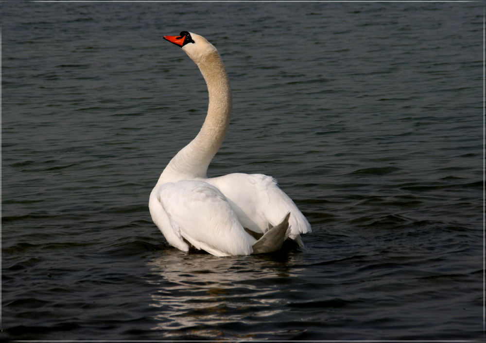 Der König vom Kochelsee Teil 2