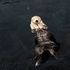 Der König vom Oceanário de Lisboa