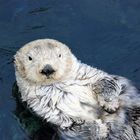 Der König vom Oceanário de Lisboa