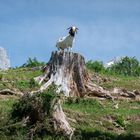 Der König vom Wilden Kaiser