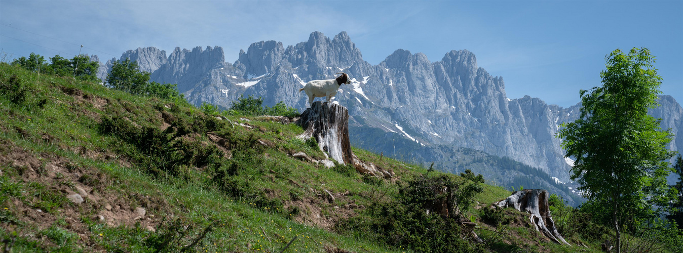 Der König vom Wilden Kaiser