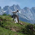 Der König vom Wilden Kaiser