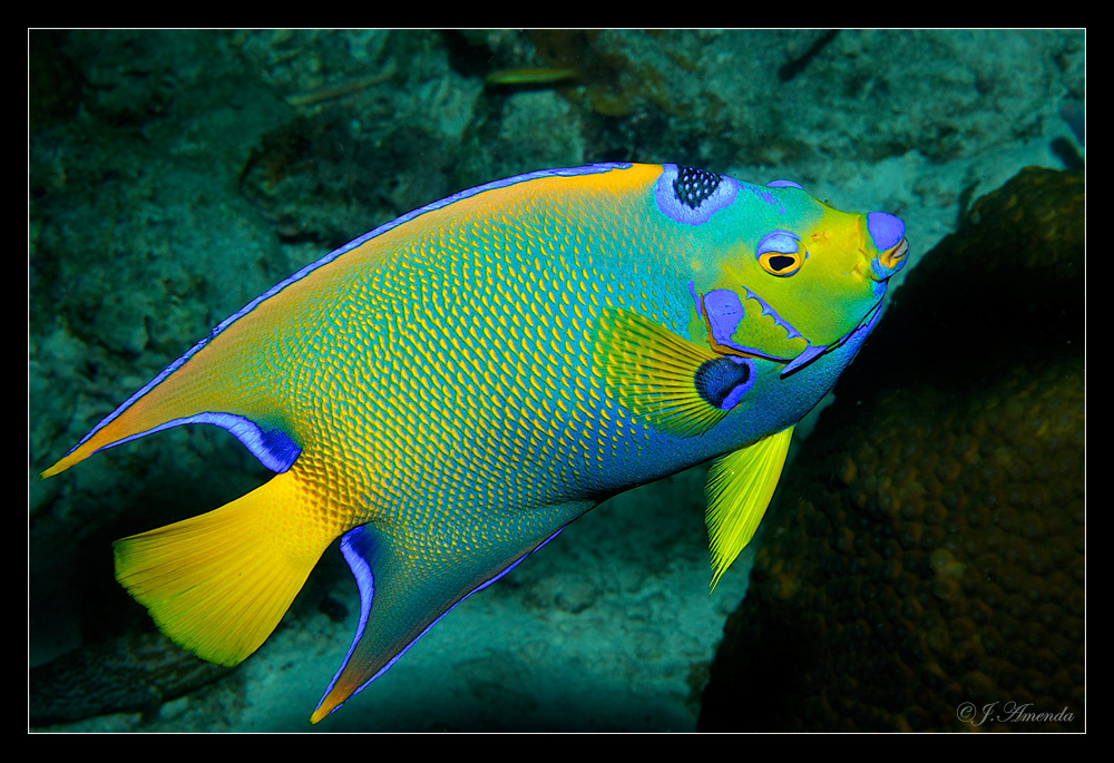 `der König von Bonaire `