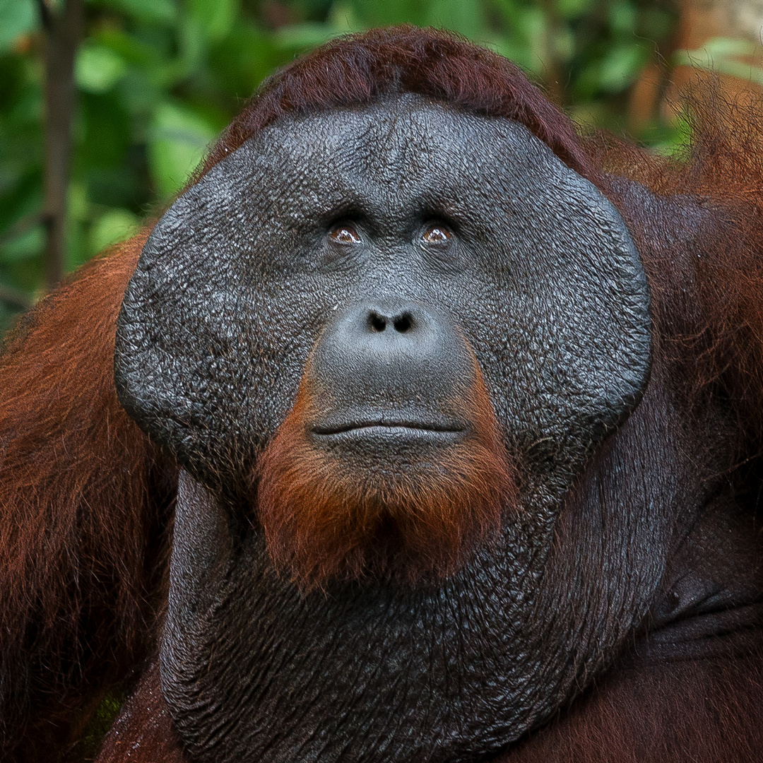 Der König von Borneo