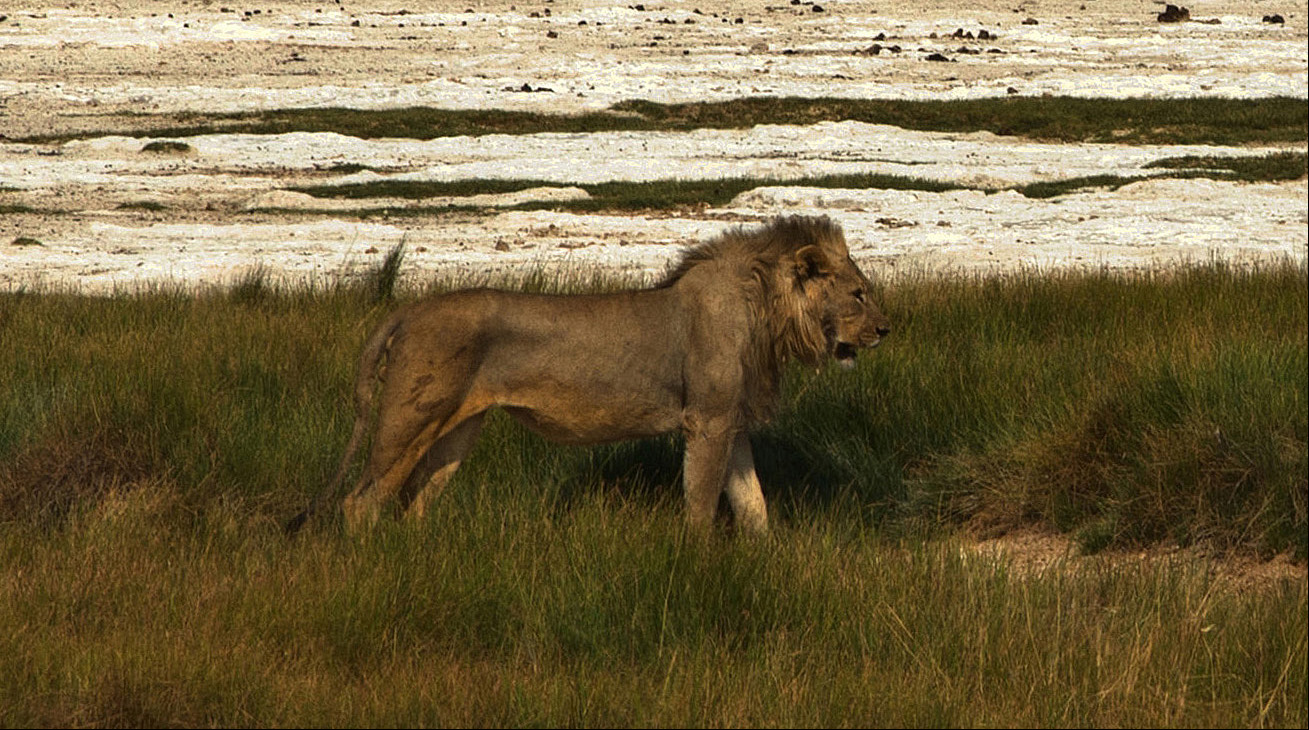 Der König von Etosha